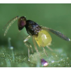 Encarsia formosa parasitant aleurode (Source : Koppert Biological Systems)