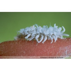 Cryptolaemus montrouzieri larve (Crédit photos : Koppert)