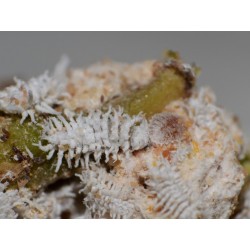 Cryptolaemus montrouzieri larves (Crédit photos : Entocare)