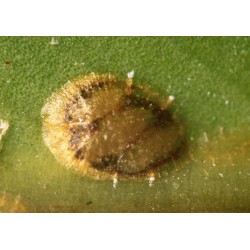 Cochenille Coccus hesperidum parasitée