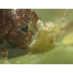 Rhyzobius lophantae adulte consommant une cochenille (Crédit photo : Entocare)