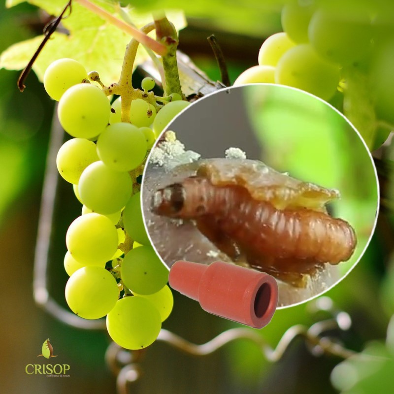 Phéromone Eupoecilia ambiguella Cochylis de la vigne
