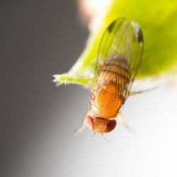 Drosophila Suzukii (Source : Koppert)