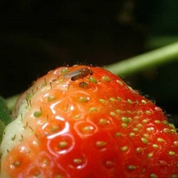 Drosophila Suzukii sur fraise (Source : ephytia)