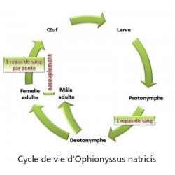 Cycle de vie Ophionyssus natricis