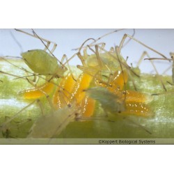 Aphidoletes aphidimyza sous un foyer de pucerons