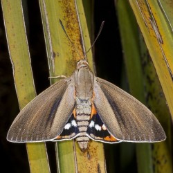 Papillon Paysandisia_archon. 
Source: Muséum d'histoire naturelle de Toulouse